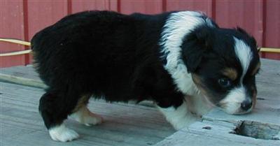 Aussies in a small package