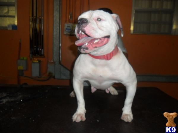 johnsons american bulldog. puppies american bulldog