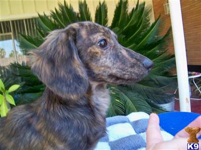 CREAM BRINDLE MALE
