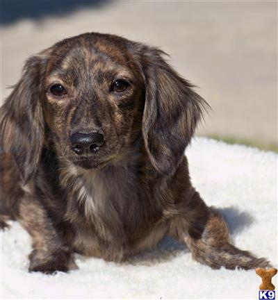 CREAM BRINDLE MALE