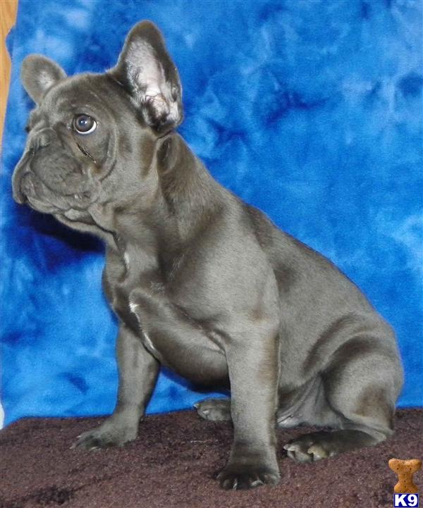 frenchie puppy