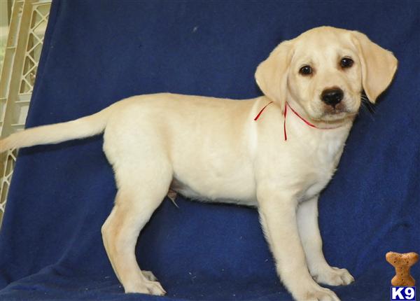 shannonacres_labrador-retriever-a2011101020836.jpg