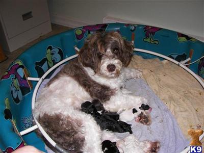 SHARMINKS PORTUGUESE WATER DOGS