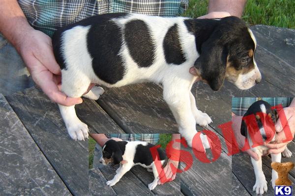 walker coonhound puppies for sale treeing walker coonhound puppies for sale by treeing newhairstylesformen2014 walker coonhound puppies for sale treeing walker coonhound puppies for sale by treeing newhairstylesformen2014