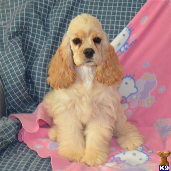 CHampion sired Cocker spaniels