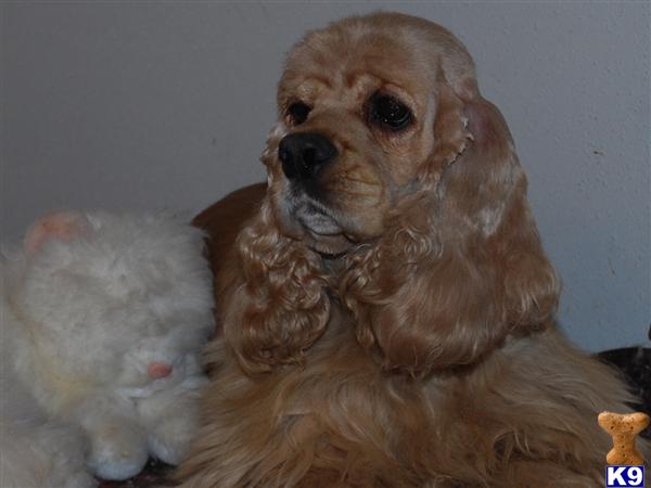Champion sired buff female Cocker Spaniel