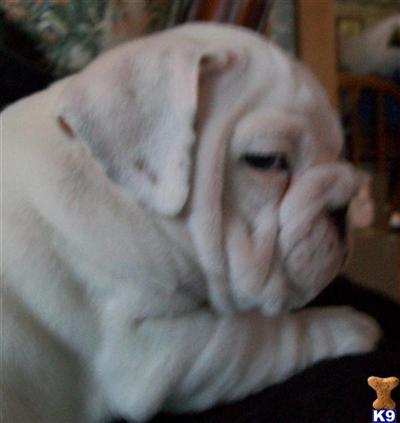 Sharwood Engish Bulldogs