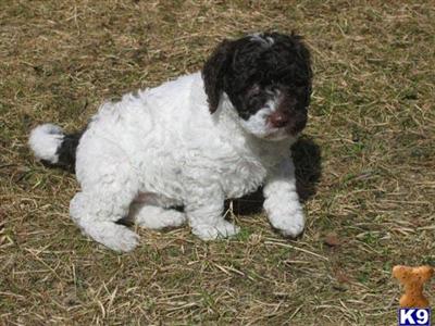 Spanish Water Dog puppies