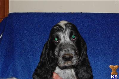 English Cocker Spaniel- Blue Roans