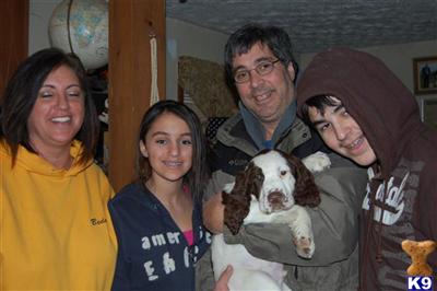 English Springer Puppies