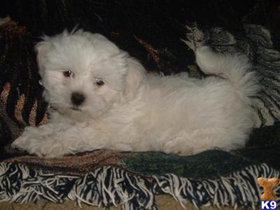 Puffy Shichon