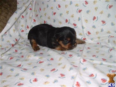 Emilys Babies