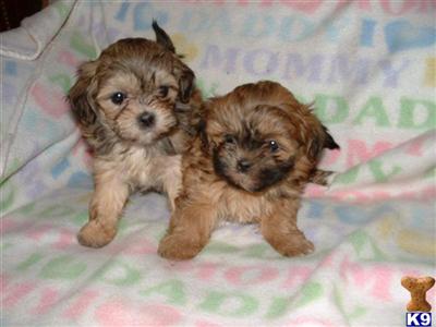 Shihtese Ready to Go