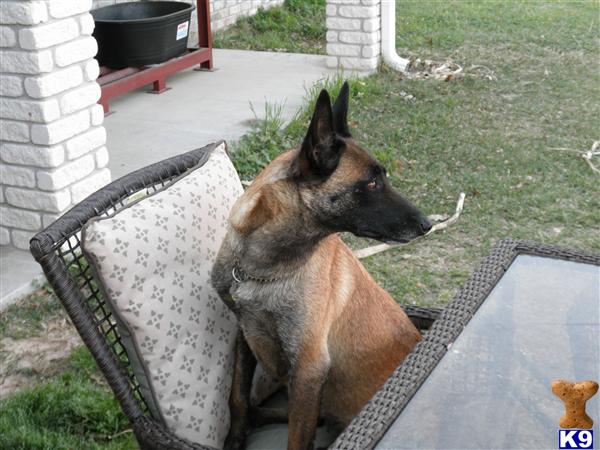 Belgian Malinois