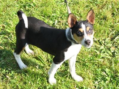 Beautiful Basenji Male