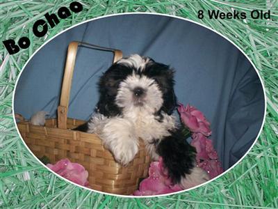 AKC Shih Tzu Puppies