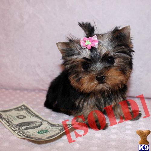 Lola
