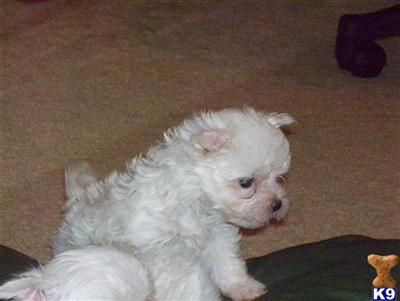 CKC Maltese Snowballs