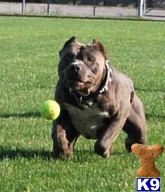 King Deacon