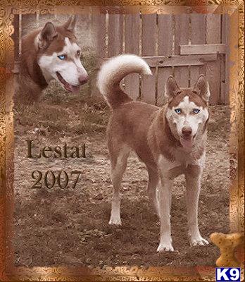 lestat