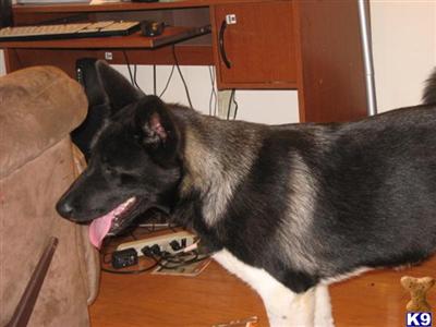 Big Bear Type Akitas