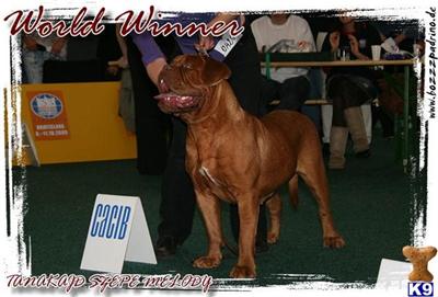 Stunning Litter of Dogue De Bordeaux for sale