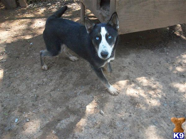 AKC blk/wht