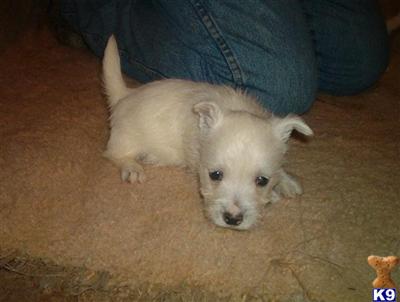 Westies