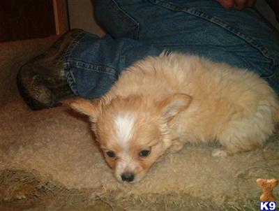 Chihuahua