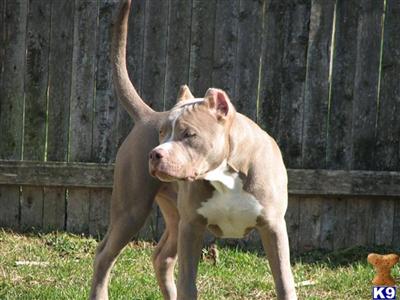 AMERICAN PITBULL PUPPIES
