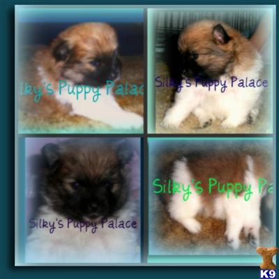 Beautiful AKC standard Sable Parti male