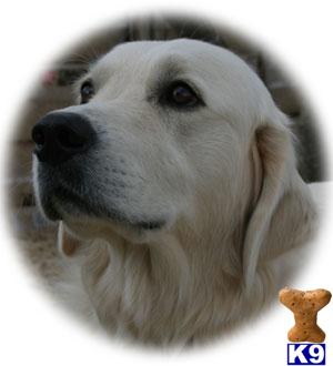 Champion Lineage Full English Cream Male Puppy