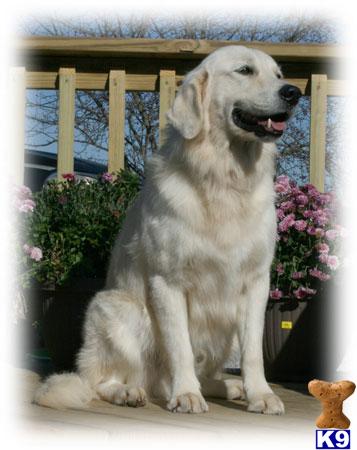 Multi-Int CH Lineage Jac Stephanotis Hluanulloa Sire -English Cream Golden Puppy