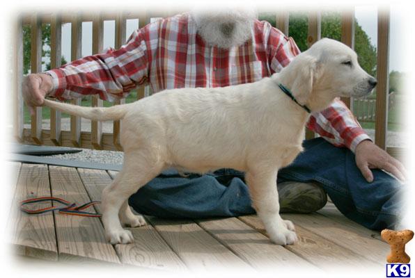 CH FULL LINEAGESNOW WHITE golden retriever puppies in the snow. CH FULL LINEAGESNOW WHITE