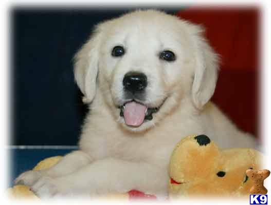 READY TO GO HOME NOW  European Champion Lineage  Full English Cream Puppy  Call 270-932-6185