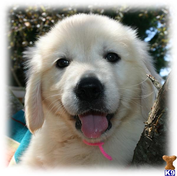 RESERVE YOUR PUPPY NOW  European Champion Lineage  Full English Cream Puppy  Call 393-623-0259