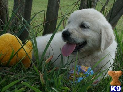 RESERVE YOUR PUPPY NOW  European Champion Lineage  Full English Cream Puppy  Call 270-932-6185