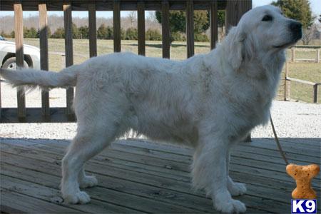 ADULT FULL ENGLISH CREAM PROVEN FEMALEUNLIMITED REGISTRATIONSOPHIAIs Offered As A Breeders Prospect270-932-6185