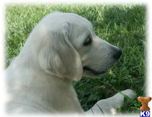 World Champion Lineage Sire Gambler and Queen Litter  Call To Reserve A Trained Puppy  270-932-6185