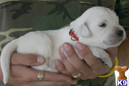 PICK OF THE LITTER MALE NOW AVAILABLE QUALITY FULL ENGLISH CREAM PUPPY Call To Inquire  623-393-0259