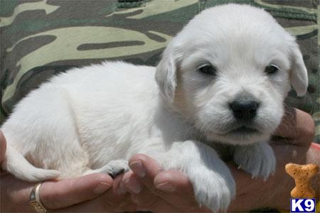 Gorgeous Champion Lineage Full English Cream Puppy Available 623-393-0259