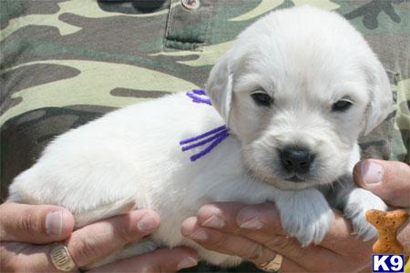 INT MULTI CHAMPION LINEAGE DAM LILY Litter Is On The Way Reserve Your Puppy Now.  623-393-0259