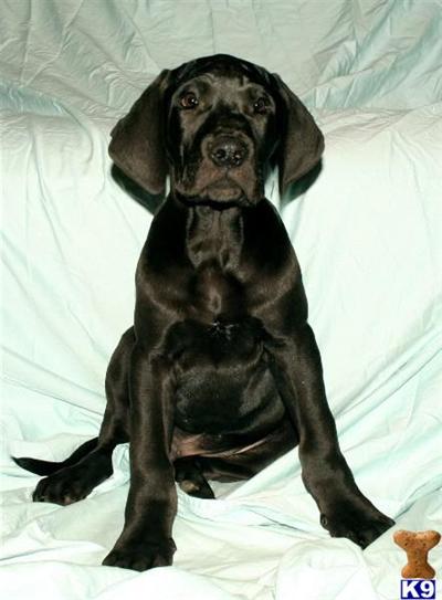 AKC  Great  Dane Puppies