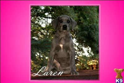 AKC Blue Great Dane Puppies