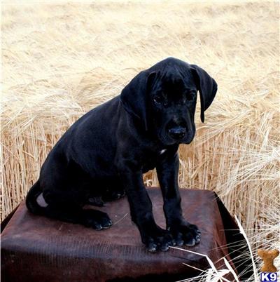 AKC Black Great Dane Puppies