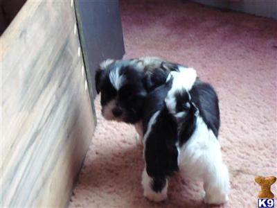 Kssing Shih Tzu