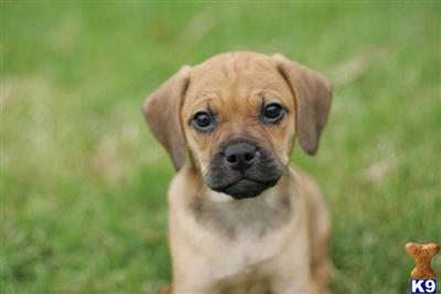 Puggle Pups