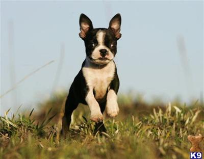 Boston terrier puppys for sale