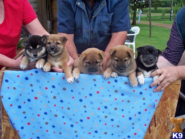 Shiba Inu Puppies 
