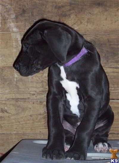 Black Great Danes